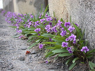 Sunday Haiku: Basho and the charming violets