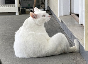 Sunday Haiku: 桜 Poems and Cherry Blossom Vocabulary